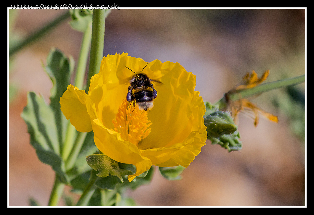 Bee
A bee hovers over a flower at Cuckmere River
