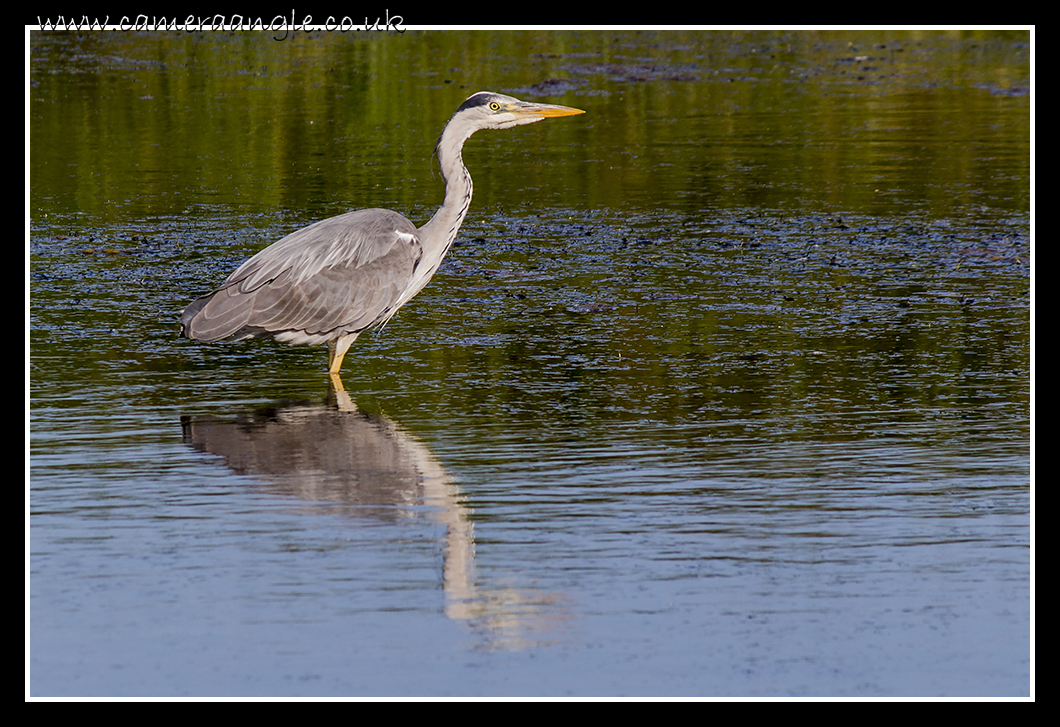 Heron
Cuckmere River Heron
