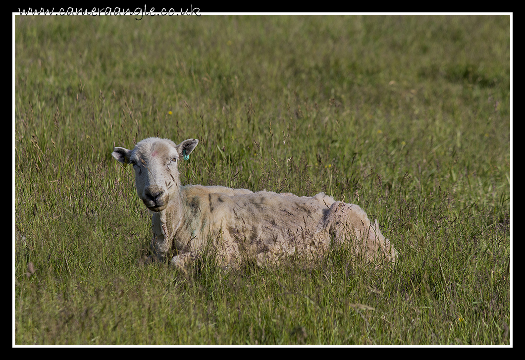 Lamb
Cuckmere Haven
