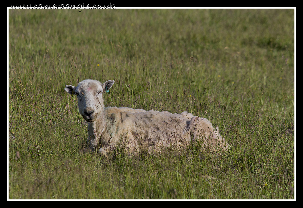 Lamb
Cuckmere Haven
