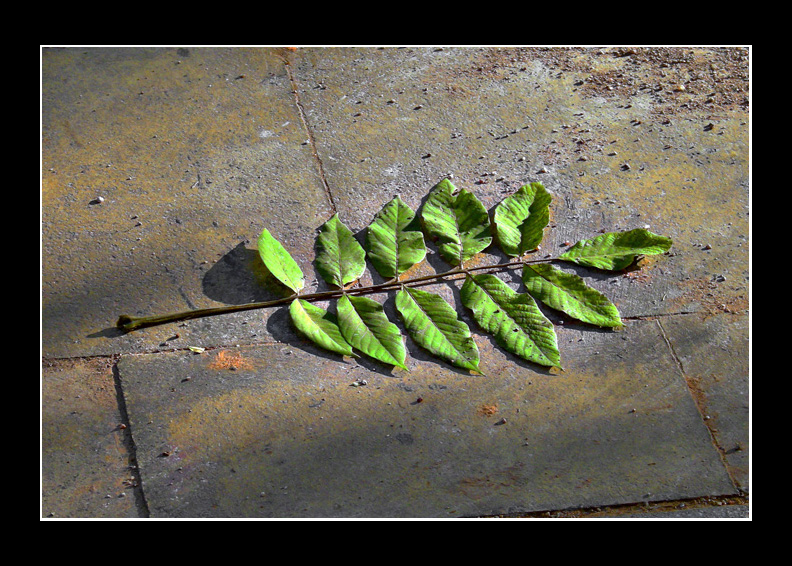 The Fallen
Leaves
Keywords: leaves