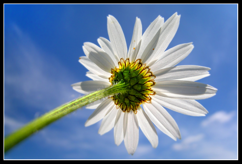 Daisy
A Daisy against a lovely summer sky

Keywords: Dasiy