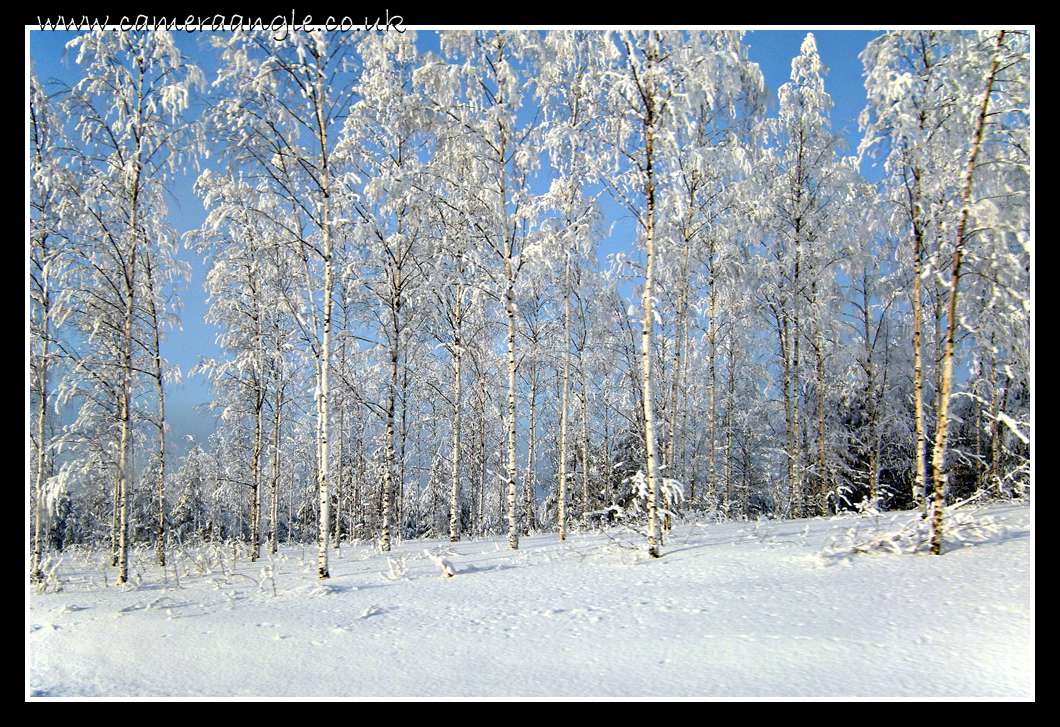 Snow Scene
Snow covered trees in Lahti, Finland                   
Keywords: Snow trees Lahti Finland