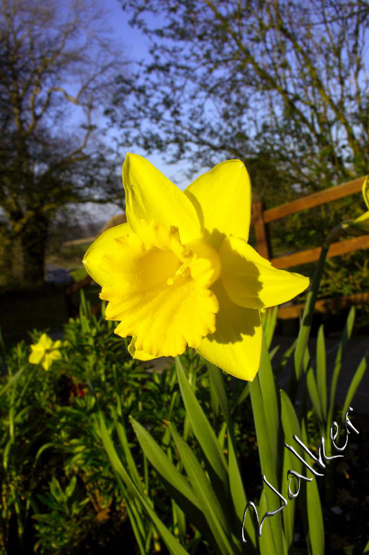 Daffodil garden
A nice Dafodil in a churchyard

