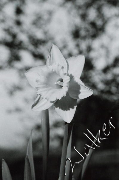 Daffodil
Daffodil in chruch garden. A colour digital version of this is in the nature gallery
Keywords: daffodil 35mm