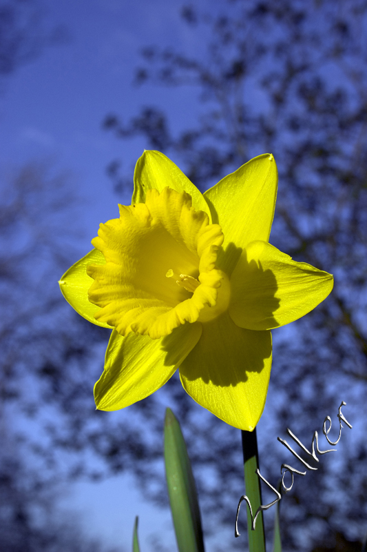 Daffodil
A nice daffodil against a beautiful March sky
Keywords: daffodil summer march