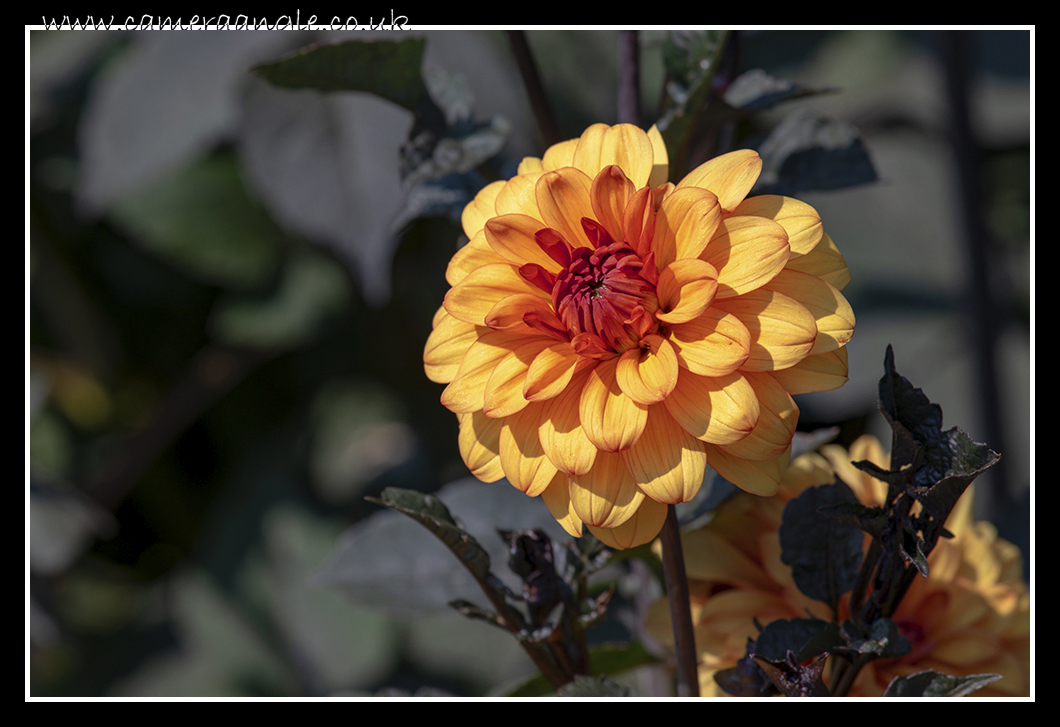 Dahlia Flower
Keywords: Dahlia Flower Kingston Lacy House