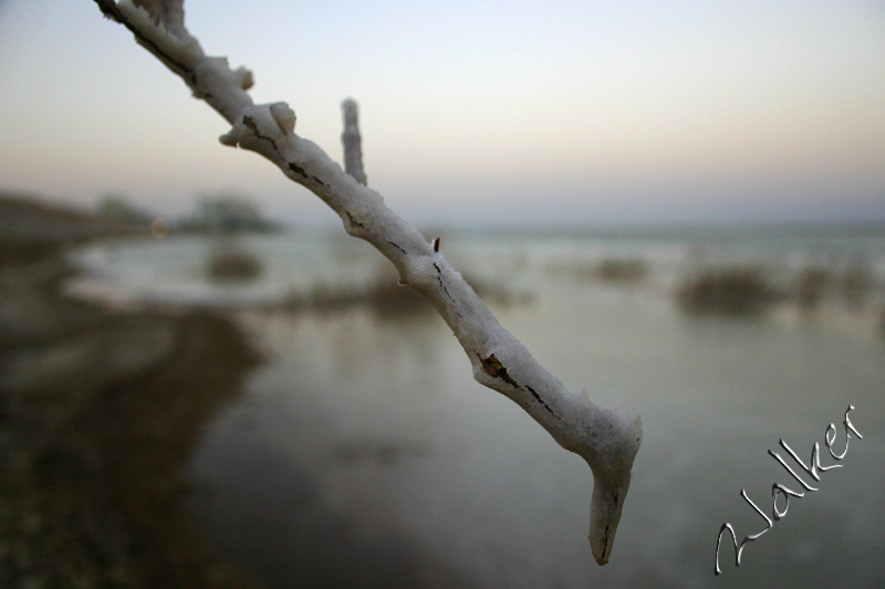 Dead Sea Branch
A Salt Covered tree branch at the Dead Sea
Keywords: Dead Sea Branch Salt
