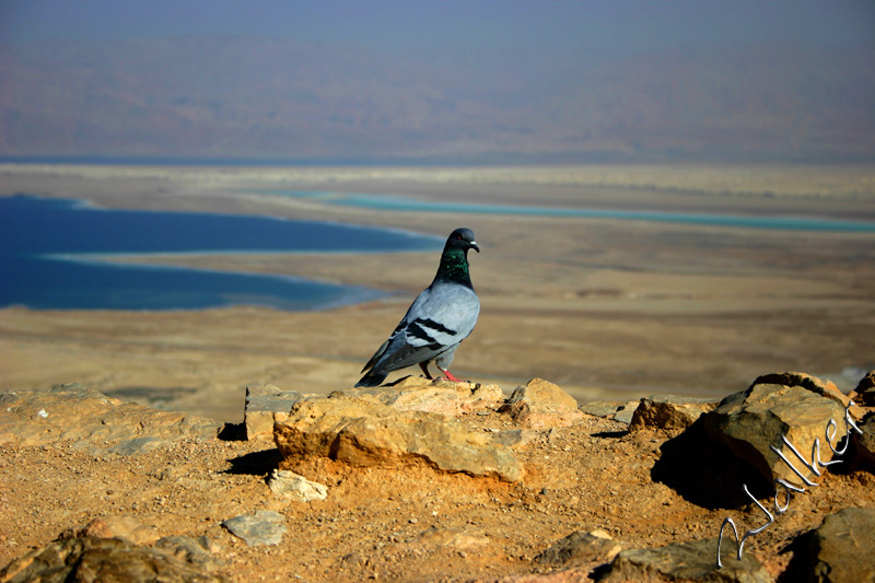 Dead Sea Pidgeon
This pidgeon is sitting on top of Massada, overlooking the Dead Sea, Israel
Keywords: Dead Sea Massada Israel Pidgeon