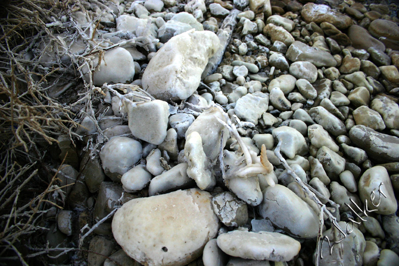 Dead Sea Stone
These pebbles at the waters edge of the dead sea are covered in Salt.
Keywords: Dead Sea Salt Pebbles Israel