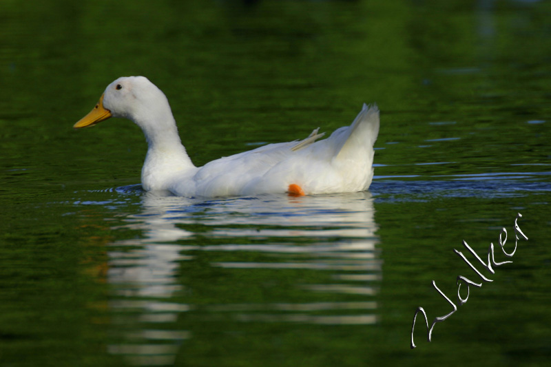 A Duck
A Duck
Keywords: Duck