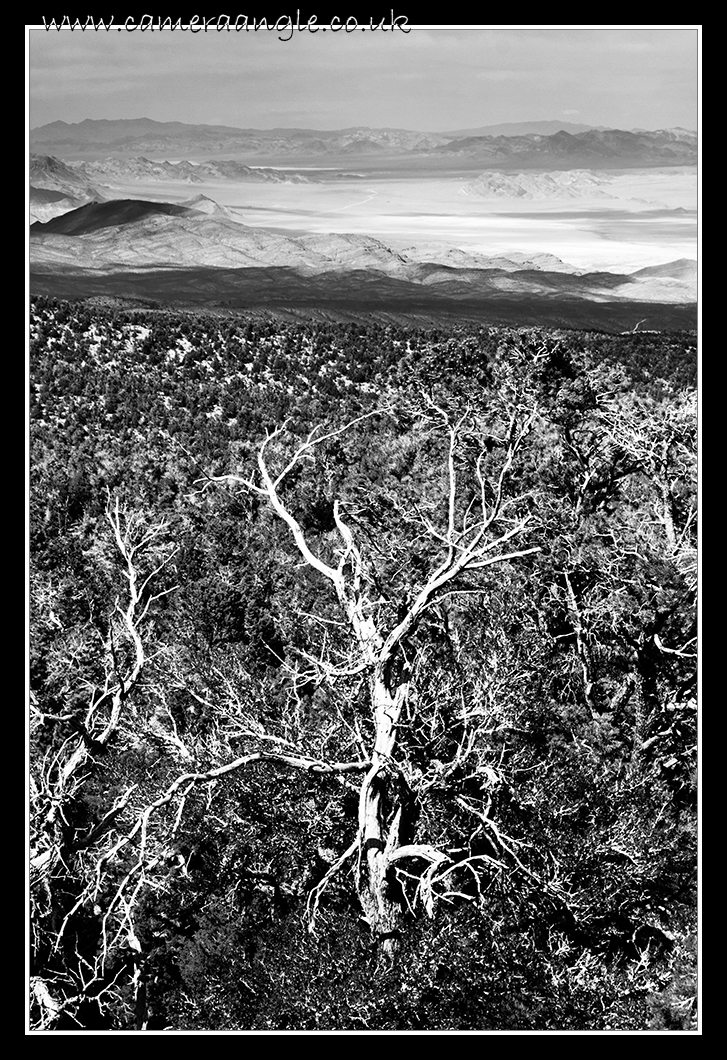 Dying Tree
Keywords: Red Rock Canyon Dying Tree nr Las Vegas