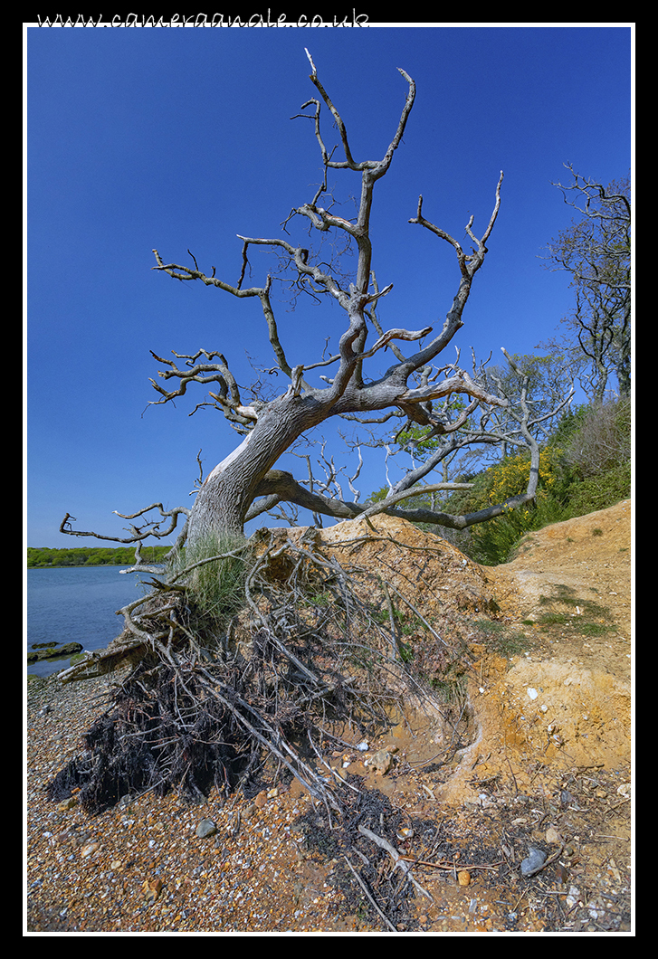 Fallen
Keywords: Fallen Tree