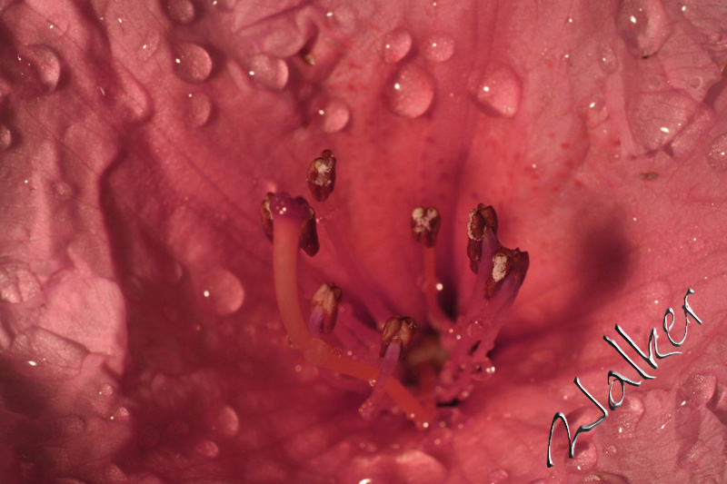 Flower
Flower taken with extension tubes
Keywords: Flower