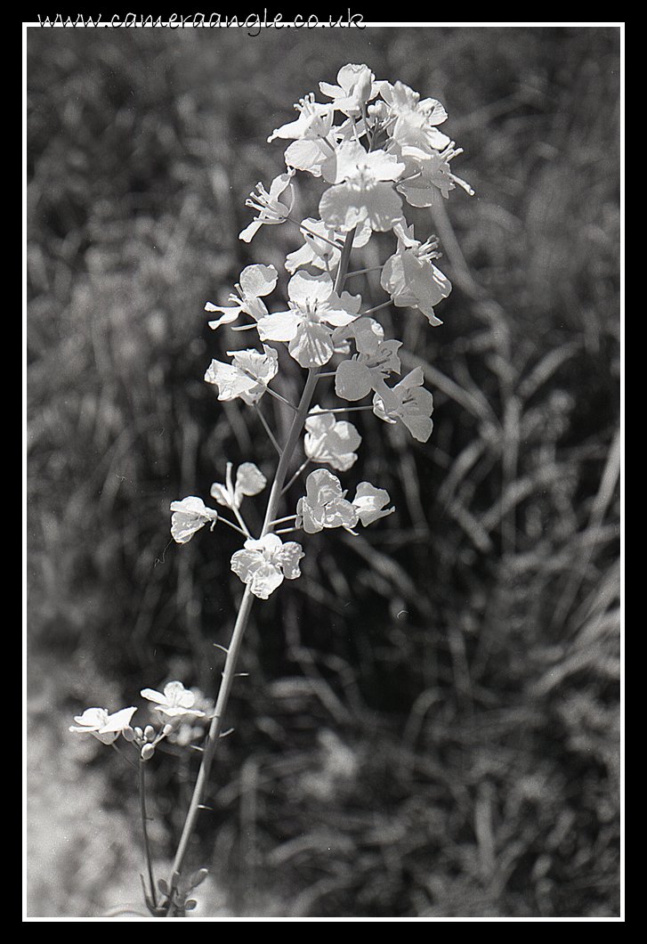 Flower
Let me know what it is please ;)
Keywords: Flower