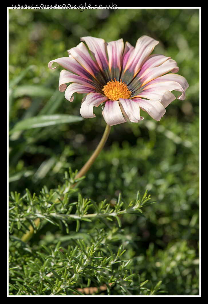 Flower
Keywords: Flower Las Vegas