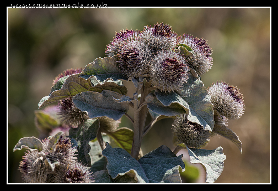 Prickly Flowers
Keywords: Flowers Kingston Lacy House