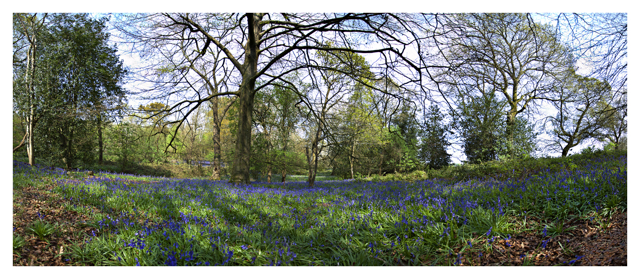 Funtington Bluebells
Keywords: Funtington Bluebells