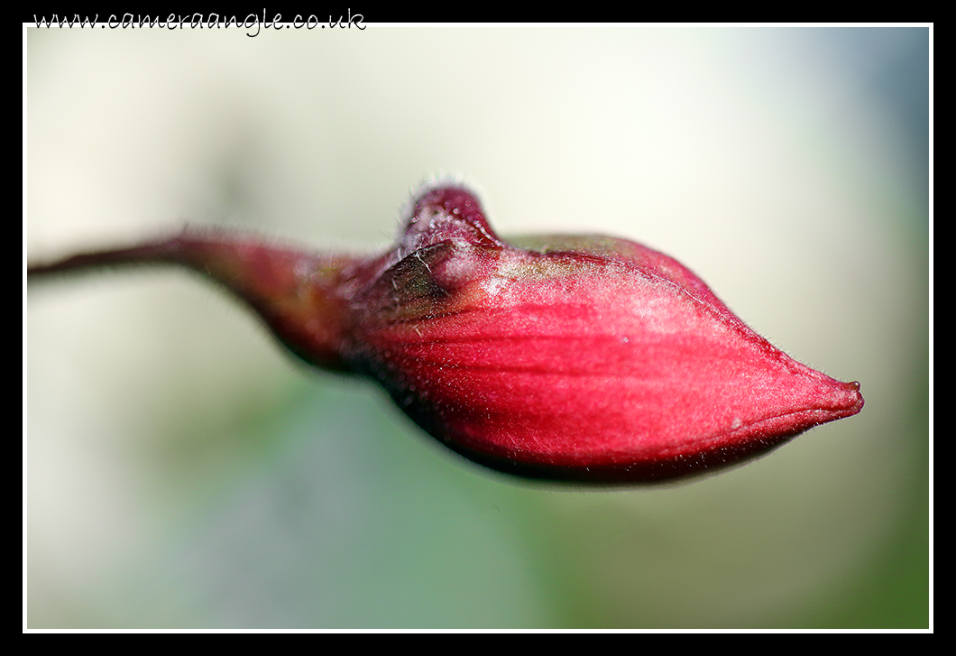 Fuschia
