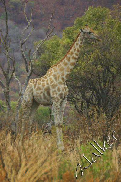 Giraffe
Giraffe in Pilanesberg, South Africa
Keywords: Giraffe Pilanesberg, South Africa