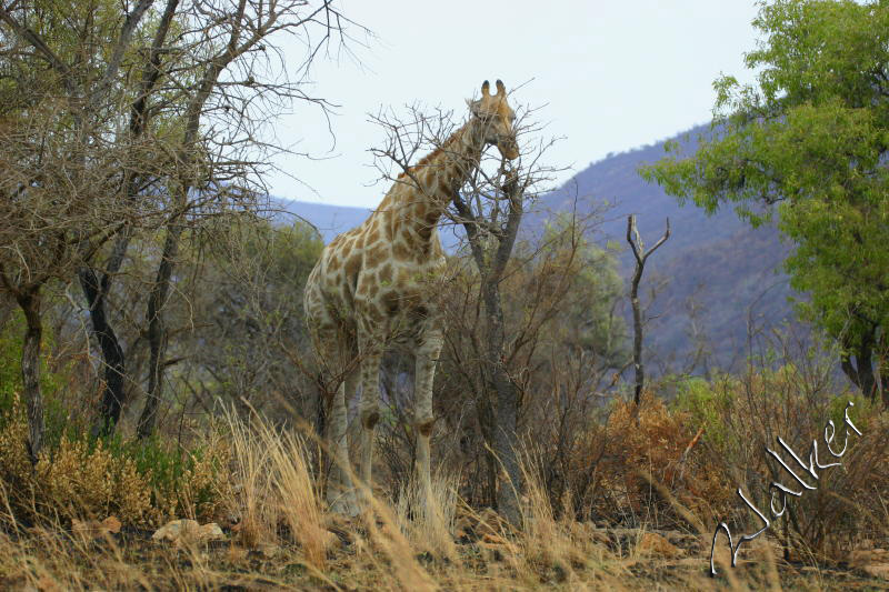 Giraffe
Giraffe in Pilanesberg, South Africa
Keywords: Giraffe Pilanesberg, South Africa