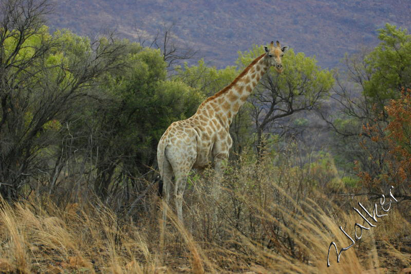 Giraffe
Giraffe in Pilanesberg, South Africa
Keywords: Giraffe Pilanesberg, South Africa
