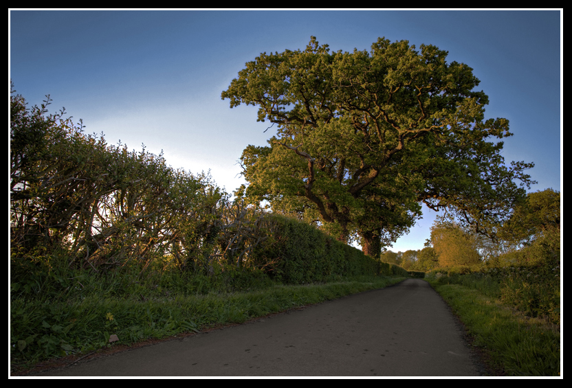 Golden Tree
A tree shot just before sunset
Keywords: tree