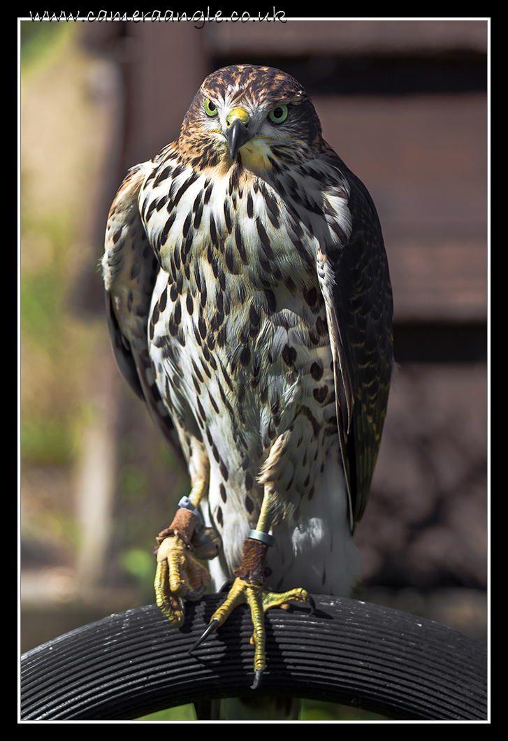 Goshawk
Liberty Reptile and Falconry
