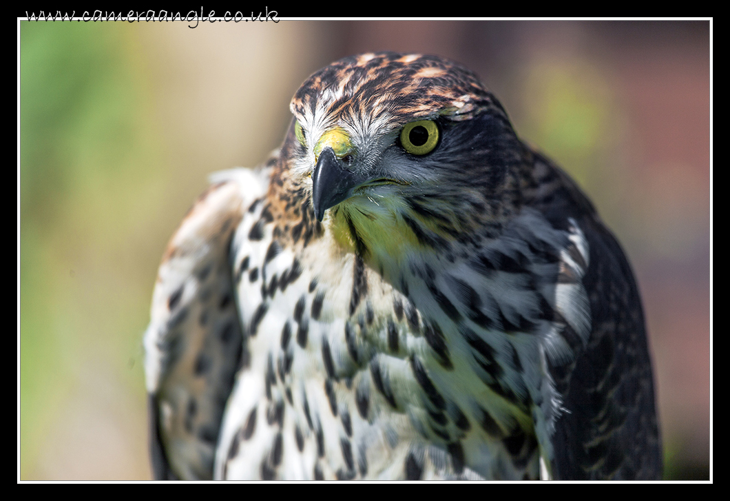 Goshawk
Liberty Reptile and Falconry
