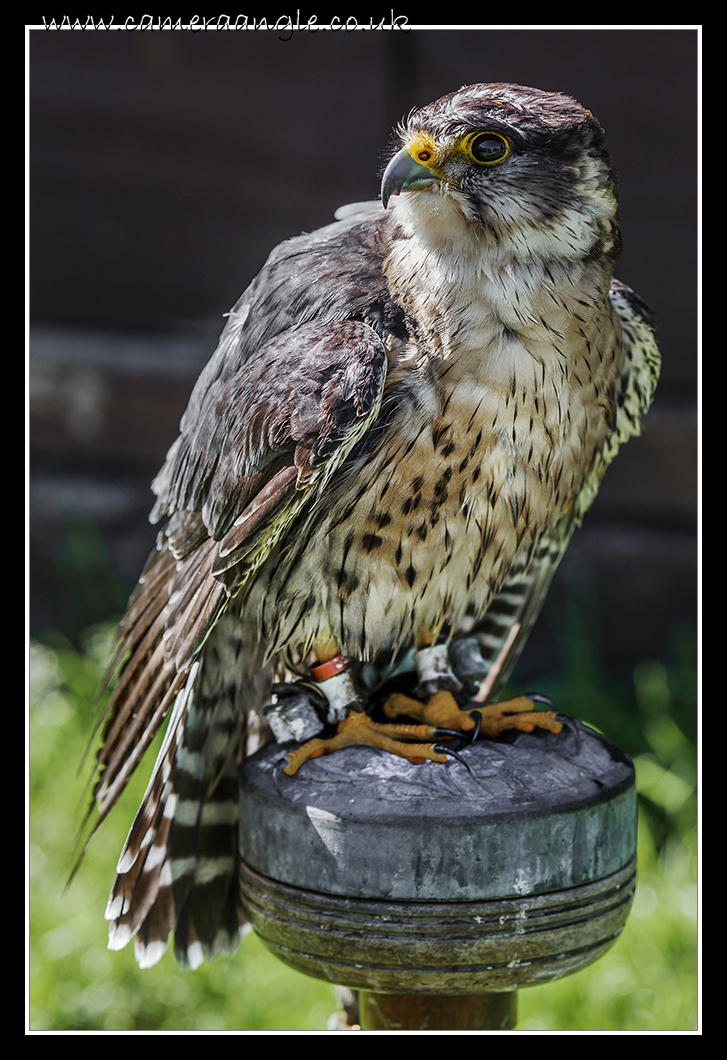 Gyr X Saker
Liberty Reptile and Falconry
