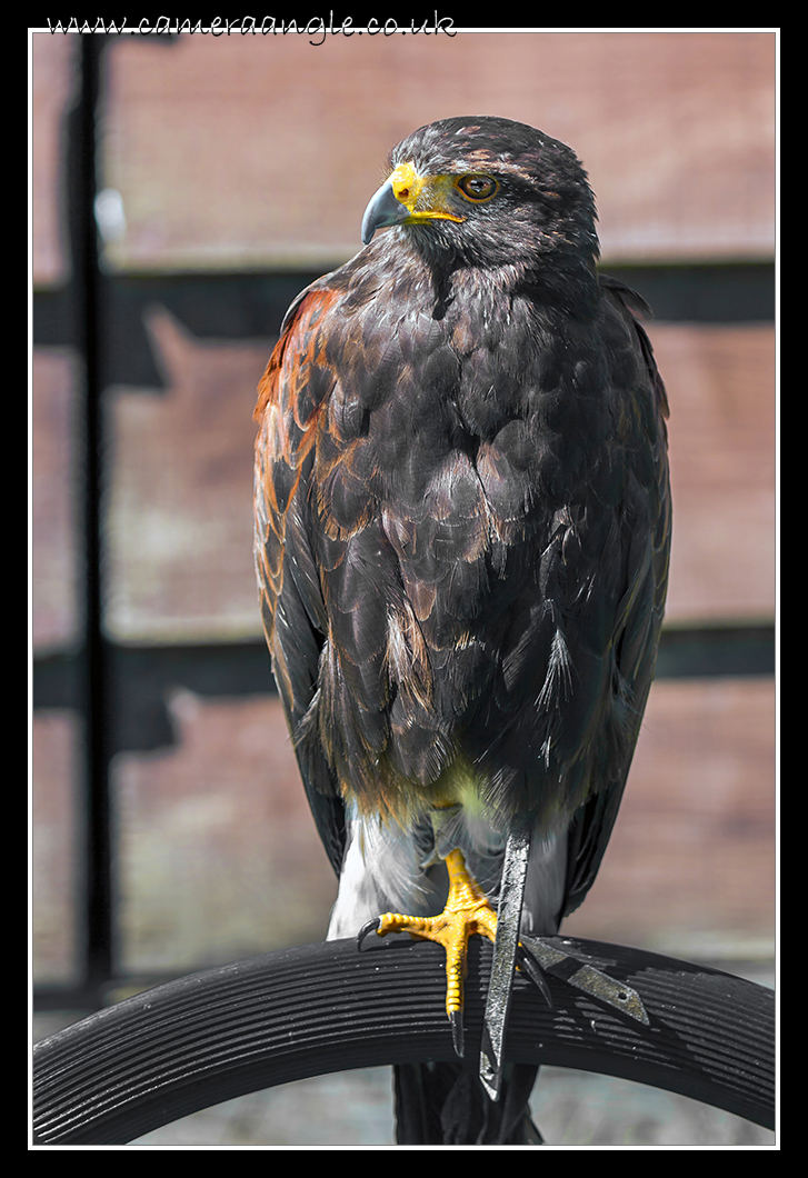 Harris Hawk
Liberty Reptile and Falconry
