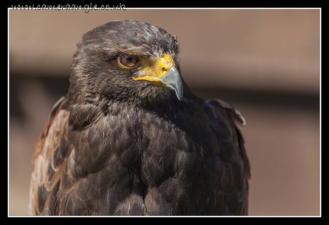 Harris Hawk
Liberty Reptile and Falconry
