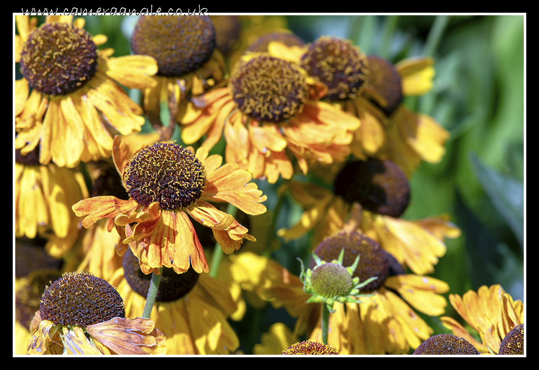 Helenium Flowers
Keywords: Helenium Flower Kingston Lacy House