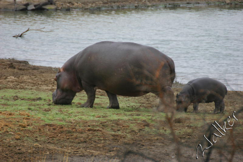 Hippo
Hippo in Pilanesberg, South Africa
Keywords: Hippo Pilanesberg, South Africa