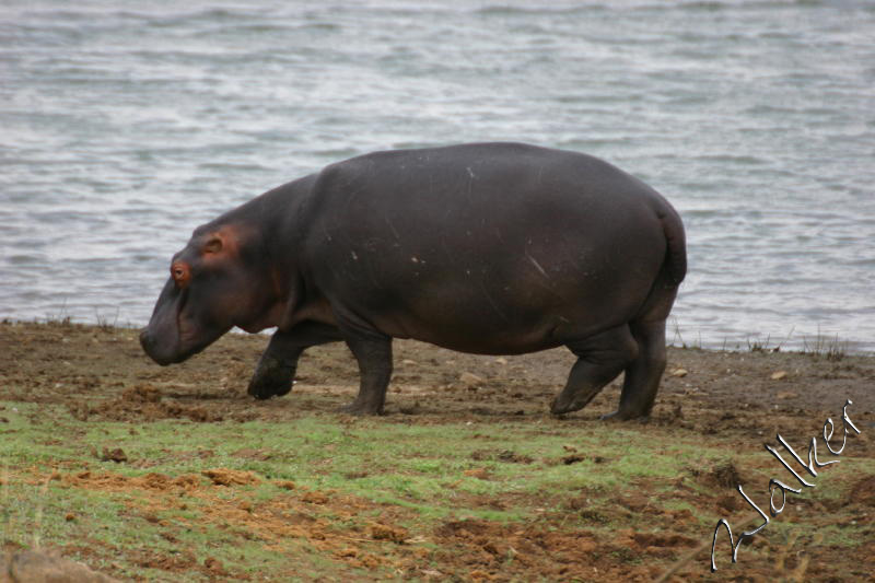 Hippo
Hippo in Pilanesberg, South Africa
Keywords: Hippo Pilanesberg, South Africa