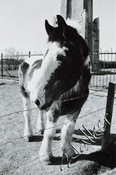 A Horse
Yes, it's a horse, brown and white, big teeth. 
Keywords: Horse 35mm