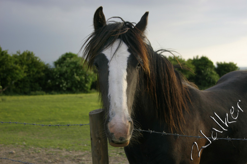 Horse
A horse on top of Portsdown hill
Keywords: Horse