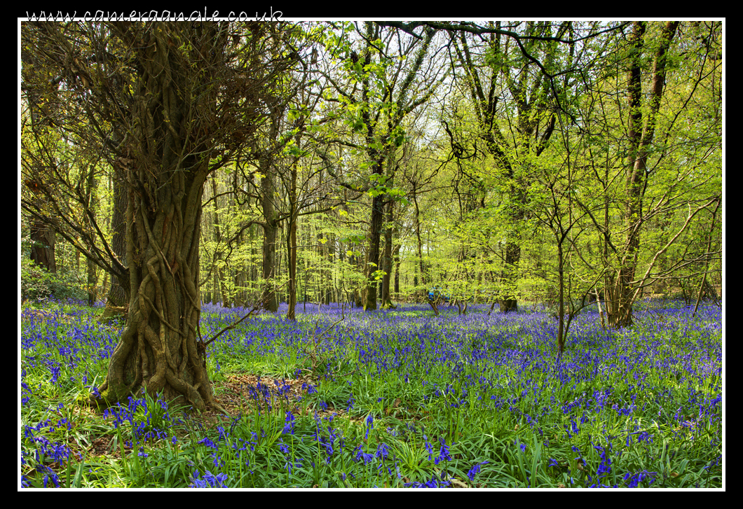 Bluebell Forest
Keywords: Bluebell Forest