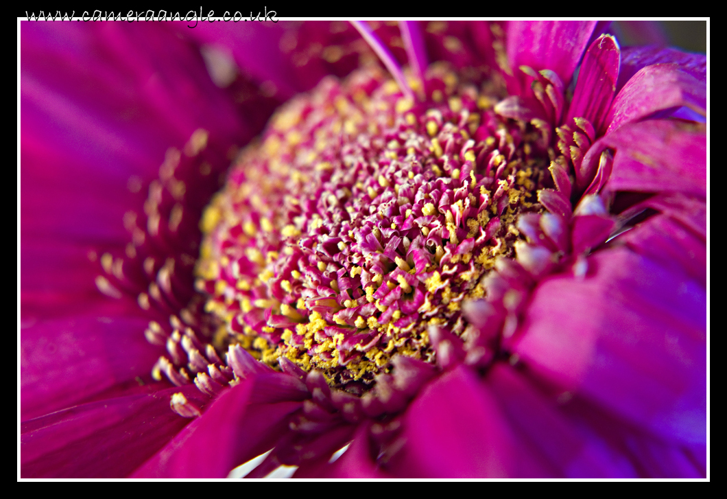 Gerber Daisy
Close up of a Gerber Daisy
Keywords: Gerber Daisy