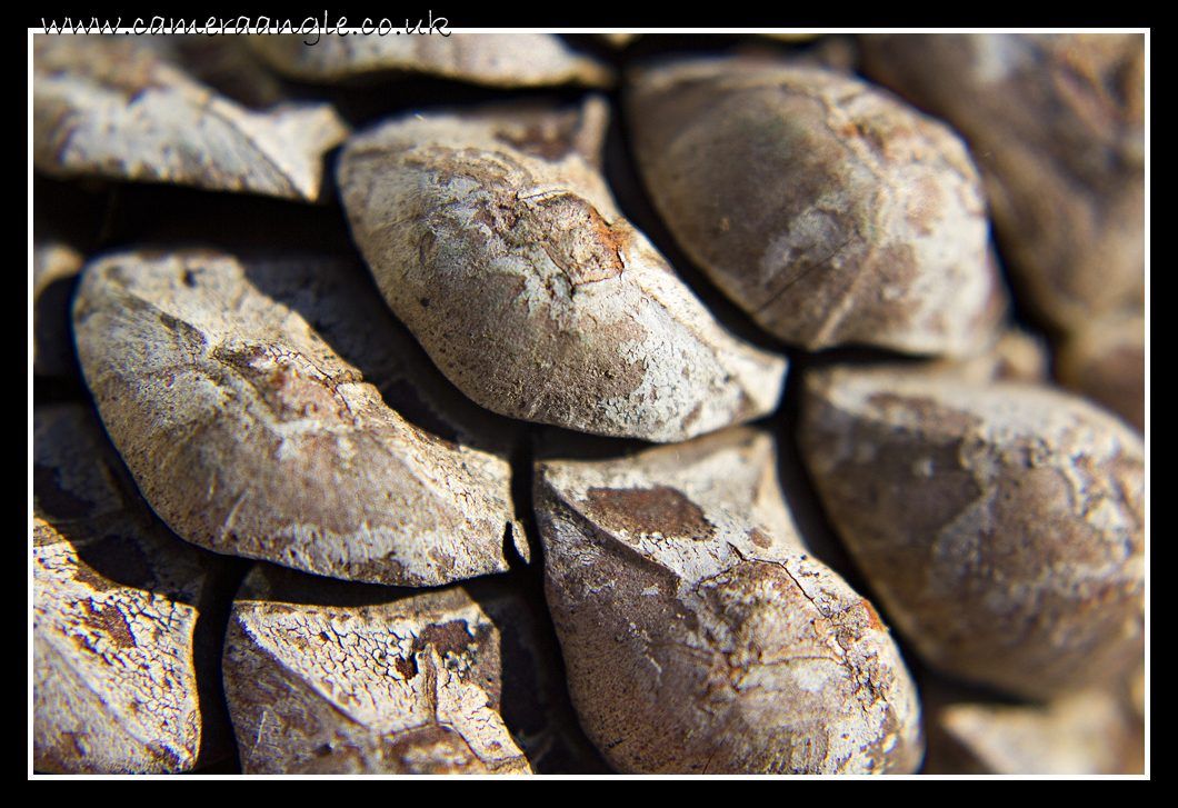 Pine Cone
Close up of a Pine Cone
Keywords: Pine Cone