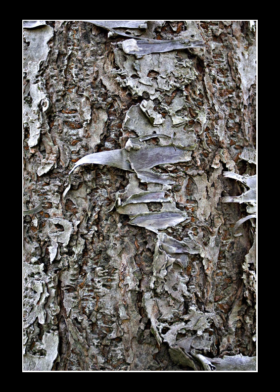 Bark
Yeah, I love it
Keywords: bark tree