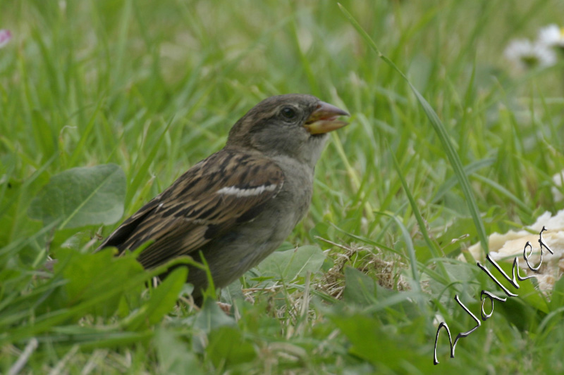 A sparrow
A sparrow
Keywords: Sparrow