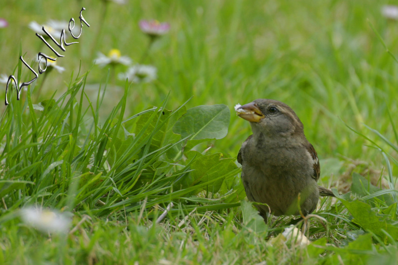 A sparrow
A sparrow
Keywords: Sparrow