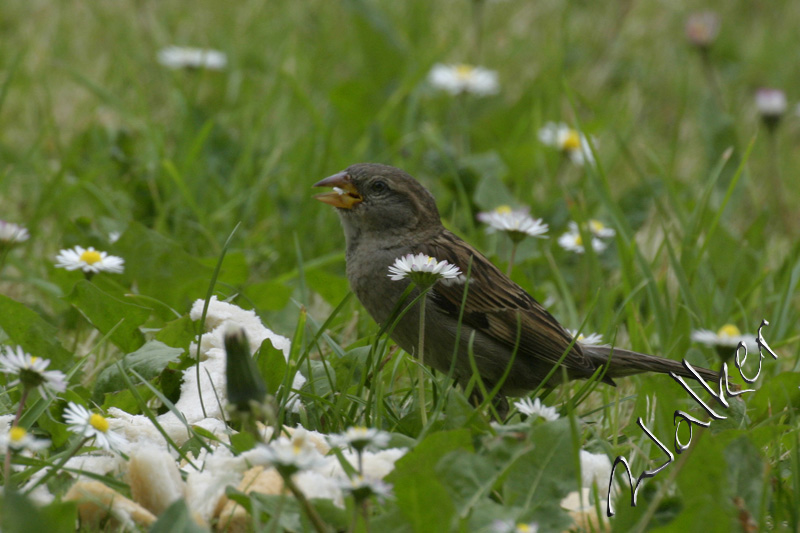 A sparrow
A sparrow
Keywords: Sparrow