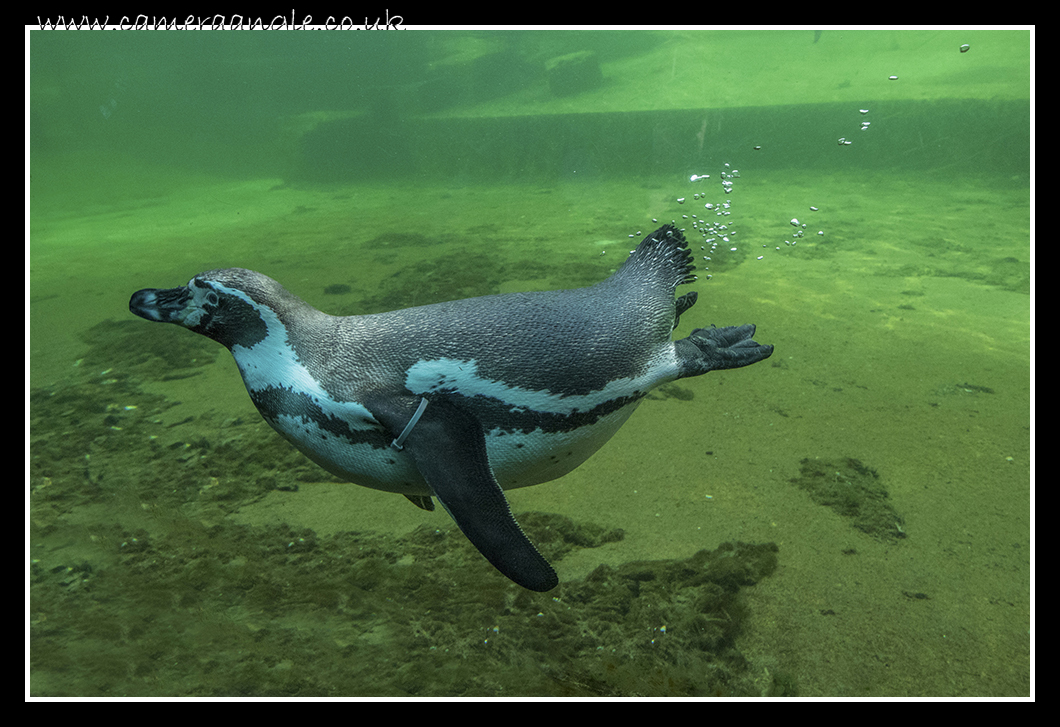 Penguin
Keywords: Penguin at Marwell Zoo