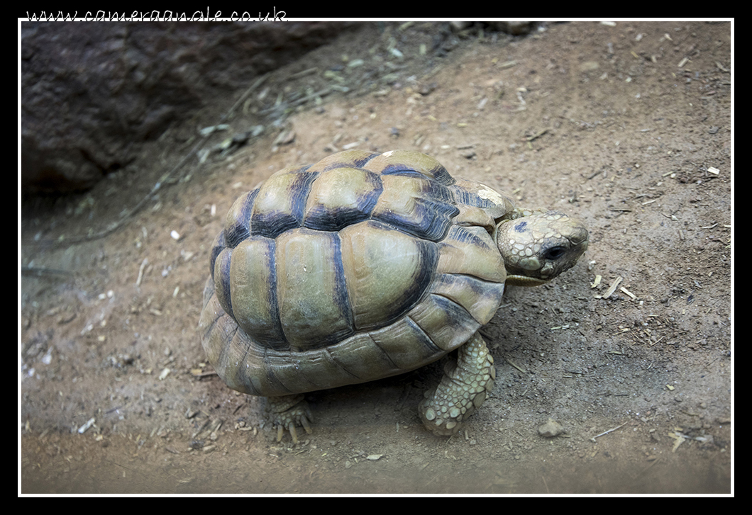 Tortoise
Keywords: Tortoise at Marwell Zoo