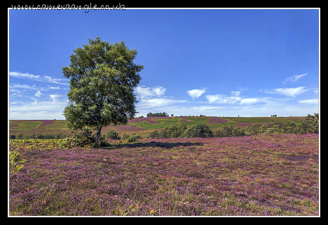 New Forest Fauna
