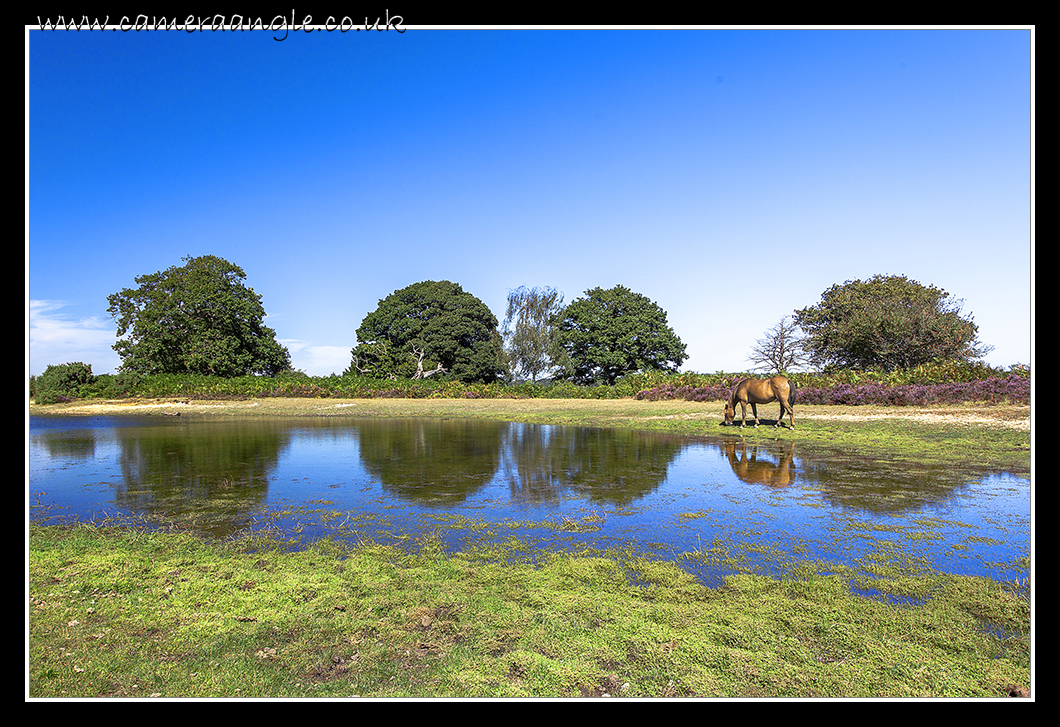 Mogshade Pond
Mogshade Pond New Forest
Keywords: Mogshade Pond New Forest