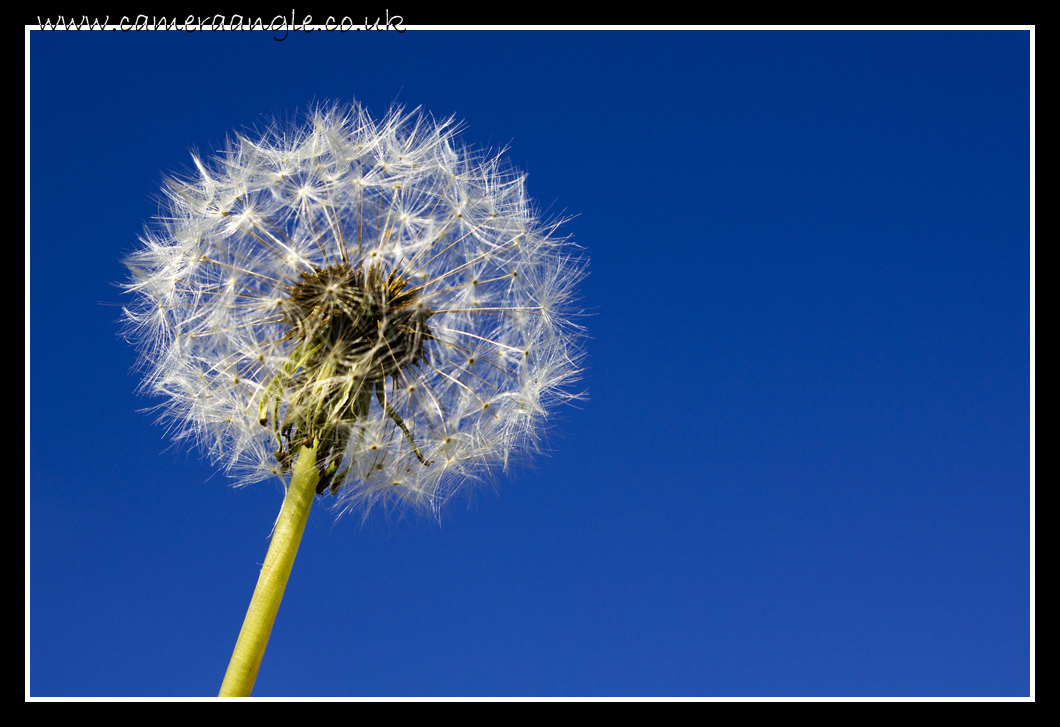 Dandelion
Keywords: Dandelion