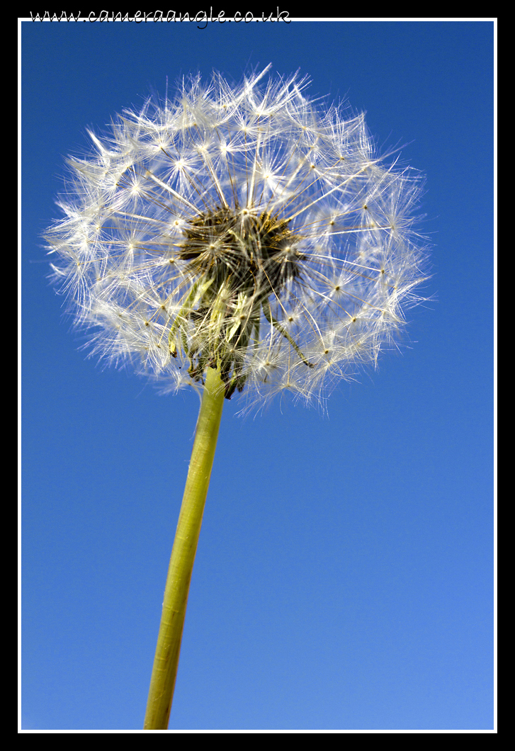 Dandelion
Keywords: Dandelion